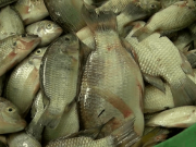 Lagos Farmers Begin Canned Catfish Production Next Year