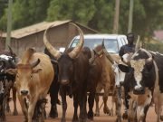 Fulani To IPOB: We’ll Stop Taking Cows To Your Southeast