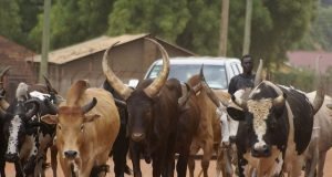 Fulani To IPOB: We’ll Stop Taking Cows To Your Southeast