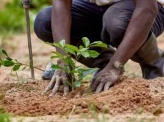 Group Plans To Plant 100,000 Trees In Kano Schools