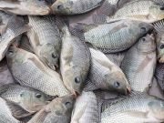 FishNet Cautions Against Introduction Of Genetically Improved Tilapia Fish Into Nigeria