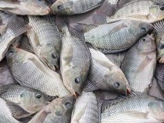 FishNet Cautions Against Introduction Of Genetically Improved Tilapia Fish Into Nigeria