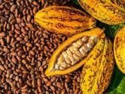 Nigeria Aims At Being Number One Cocoa Producing Country In The World – Minister
