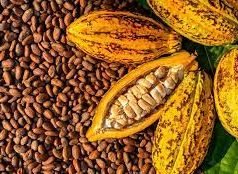 Nigeria Aims At Being Number One Cocoa Producing Country In The World – Minister