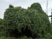 Nature’s Room In Osara, Kogi