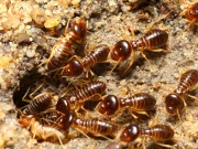 Termites Eat Up N17.158 Billion Vouchers, NSITF Tells Angry Senate