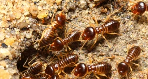 Termites Eat Up N17.158 Billion Vouchers, NSITF Tells Angry Senate