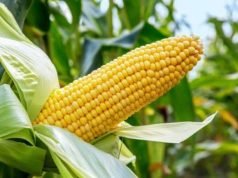 Nigeria Requires 18 Million Metric Tonnes Of Maize Annually – Prof. Rabiu Adamu