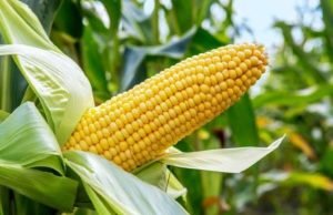 Nigeria Requires 18 Million Metric Tonnes Of Maize Annually – Prof. Rabiu Adamu
