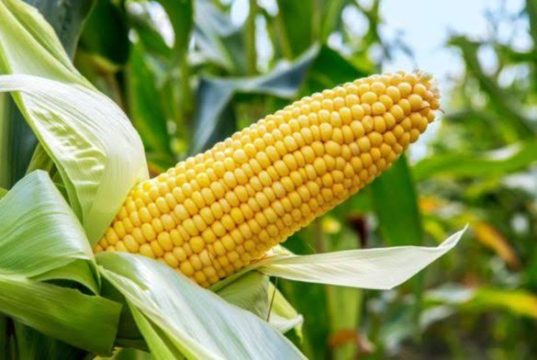 Nigeria Requires 18 Million Metric Tonnes Of Maize Annually – Prof. Rabiu Adamu
