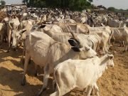 First Anthrax Case In Nigeria Reported In Suleja, Niger State