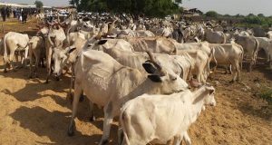 This Is Sensitive, Wike Talks About Fulani Herdsmen Roaming Abuja City With Cattle