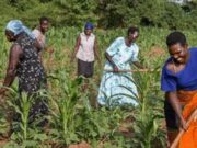 In Edo, Women Are In Charge Of Agricultural Production, By Yusuf Ozi-Usman