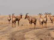 Experts Warn Against Bushmeat Consumption As Lassa Fever, Ebola Threats Persist